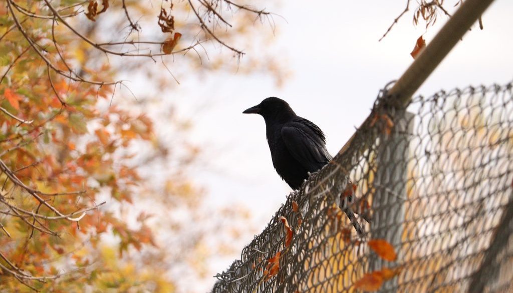 Crow Fence