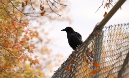 Crow Fence