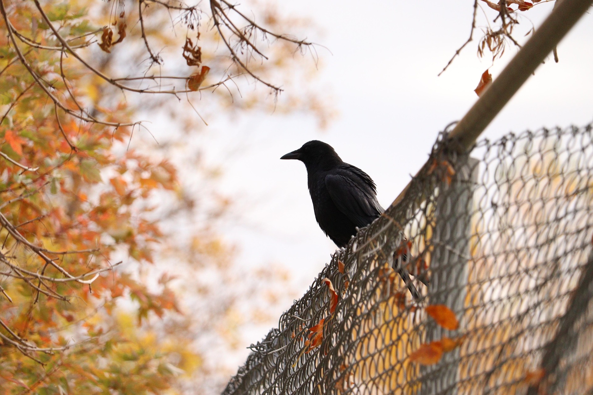 Crow Fence Crow Fence