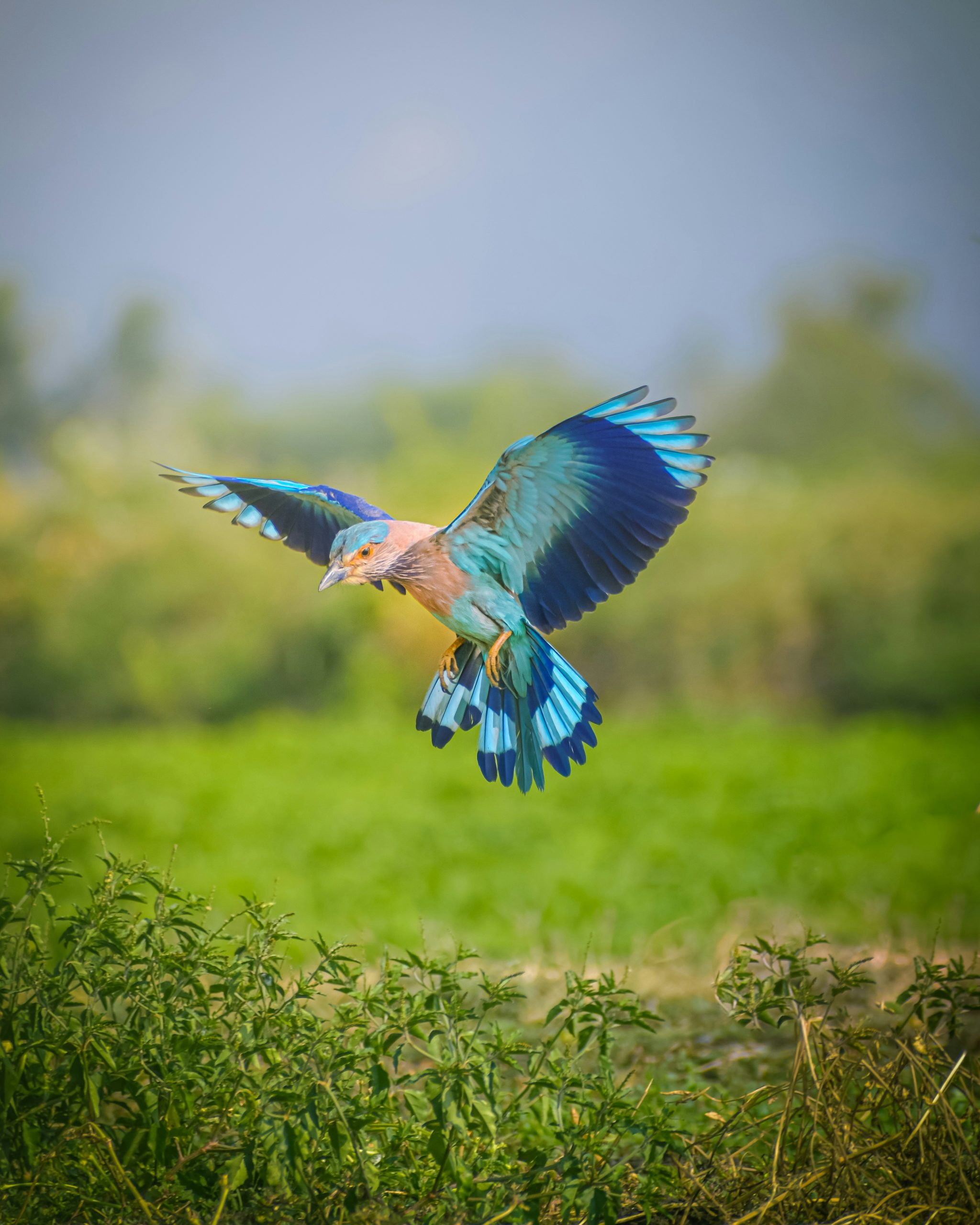 bird